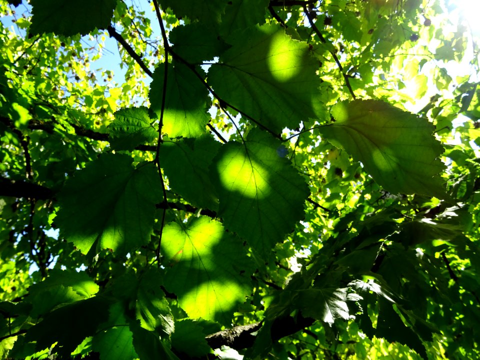 Noisetier de Turquie ou Coudrier de Byzance, Corylus colur… 