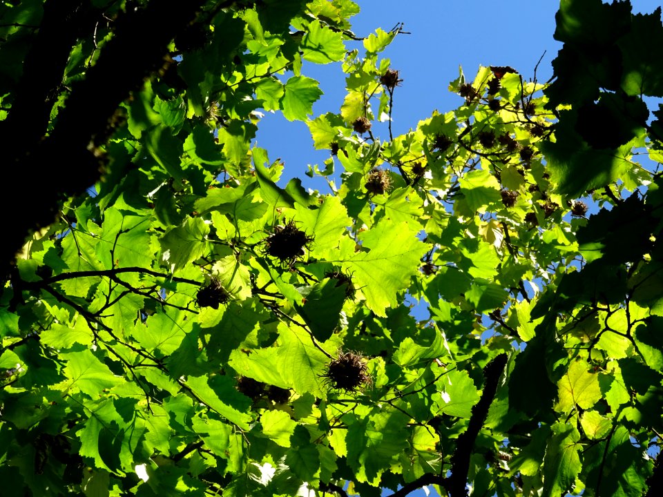 Noisetier de Turquie ou Coudrier de Byzance, Corylus colur… 