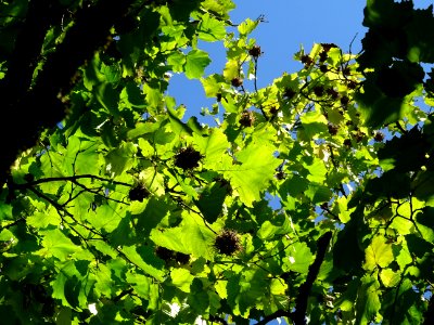 Noisetier de Turquie ou Coudrier de Byzance, Corylus colur… 