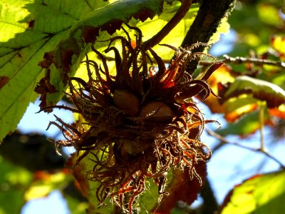 Noisetier de Turquie ou Coudrier de Byzance, Corylus colur… 