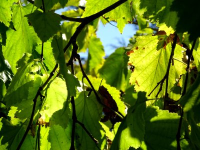 Noisetier de Turquie ou Coudrier de Byzance, Corylus colur… 