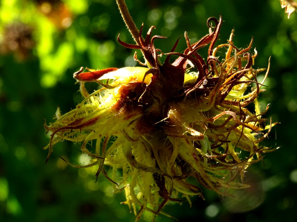 Noisetier de Turquie ou Coudrier de Byzance, Corylus colur… 