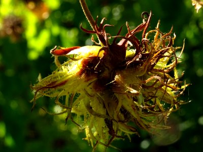 Noisetier de Turquie ou Coudrier de Byzance, Corylus colur… 