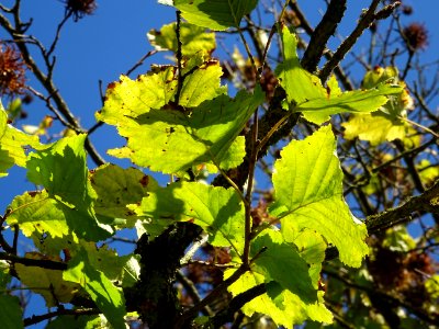 Noisetier de Turquie ou Coudrier de Byzance, Corylus colur… 