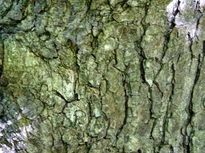 Ecorce du Noisetier de Turquie ou Coudrier de Byzance, Cor… 