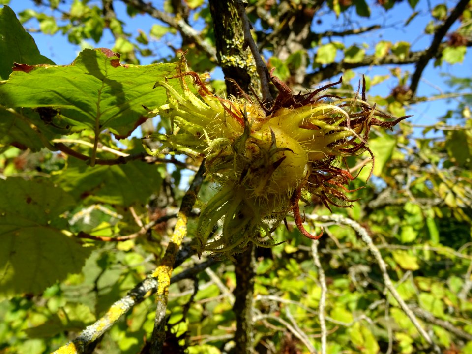 Noisetier de Turquie ou Coudrier de Byzance, Corylus colur… 