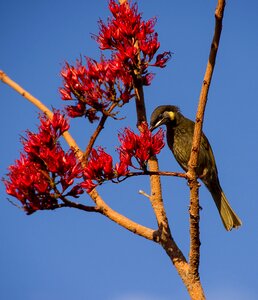 Wild honeyeater olive green photo