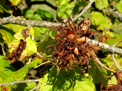 Noisetier de Turquie ou Coudrier de Byzance, Corylus colur… 
