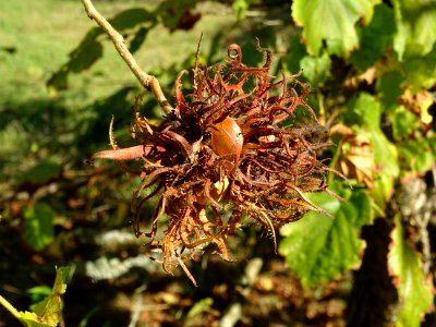 Noisetier de Turquie ou Coudrier de Byzance, Corylus colur… 