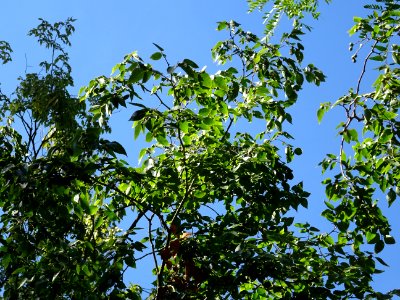 Orme du Caucase ou Faux Orme de Sibérie, Zelkova carpinifo… 