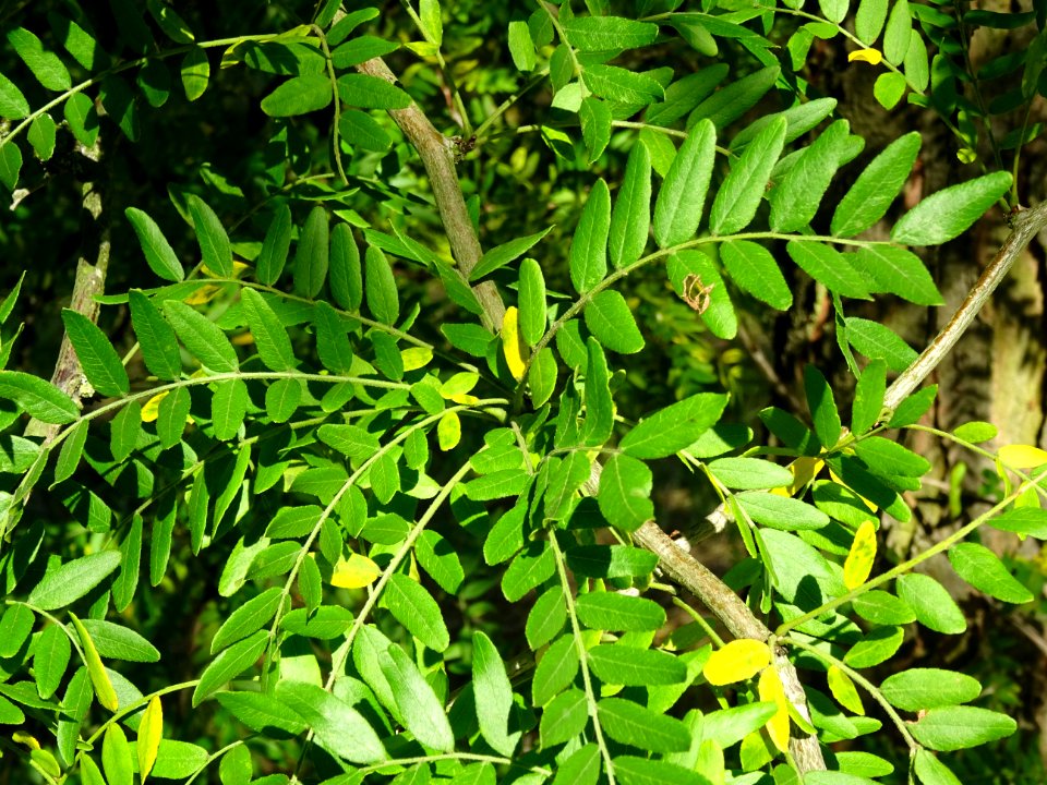 Feuilles pennées à folioles coriace, ovales légèrement cré… 