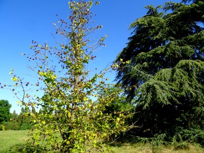 Noisetier de Turquie ou Coudrier de Byzance, Corylus colur… 
