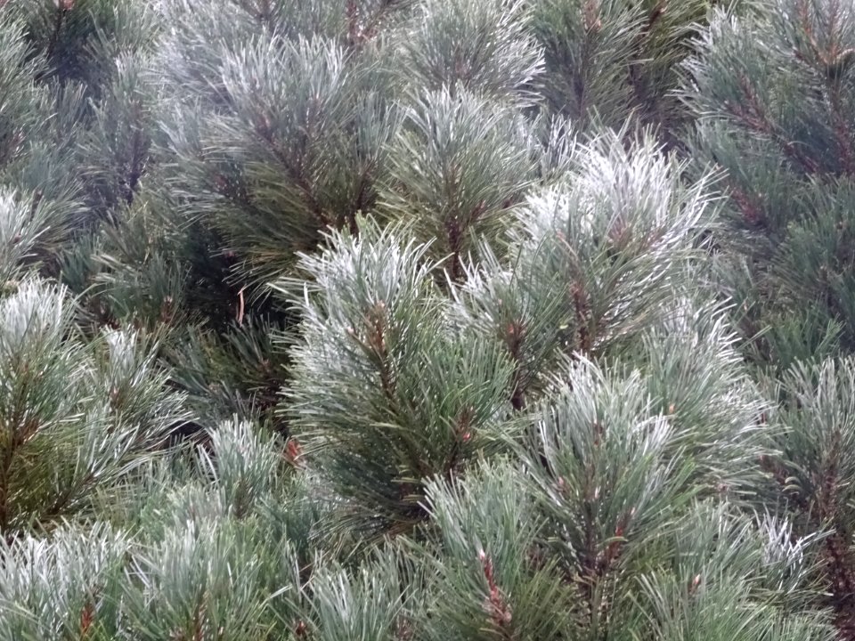 Pin noir nain, Pinus nigra compacta, Pinacées, Arboretum d… 