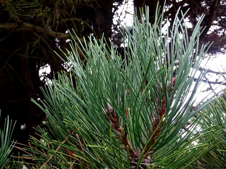 Pin noir nain, Pinus nigra compacta, Pinacées, Arboretum d… 