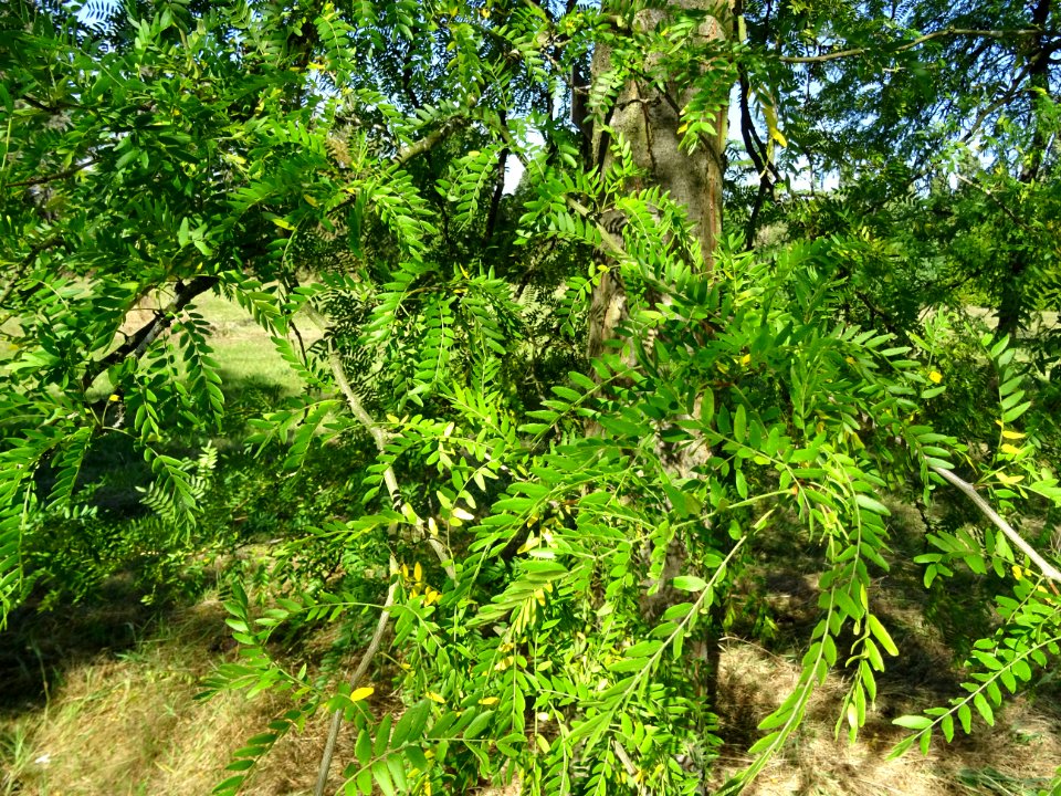 Févier de Caspienne, Gleditsia caspica, Fabacées, Arboretu… 