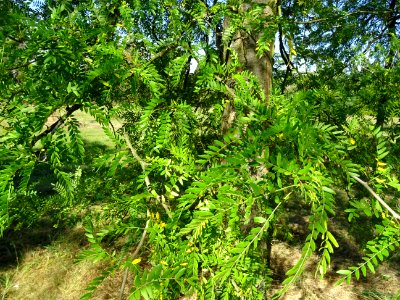 Févier de Caspienne, Gleditsia caspica, Fabacées, Arboretu… 