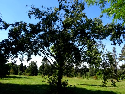 Orme du Caucase ou Faux Orme de Sibérie, Zelkova carpinifo… 