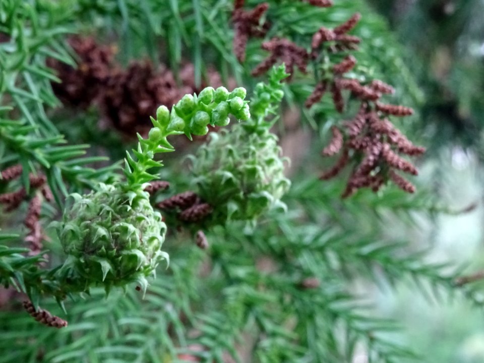 Cônes mâles du Cryptoméria du Japon, Cryptomeria japonica,… 
