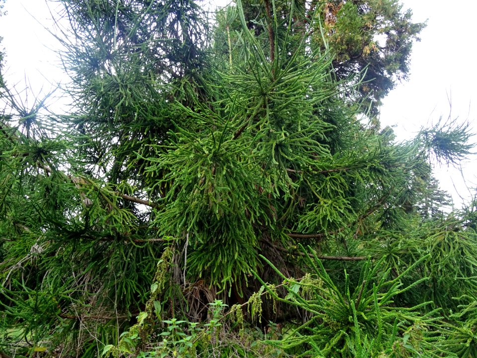 Cryptoméria du Japon 'viminalis', Cryptomeria japonica 'vi… 
