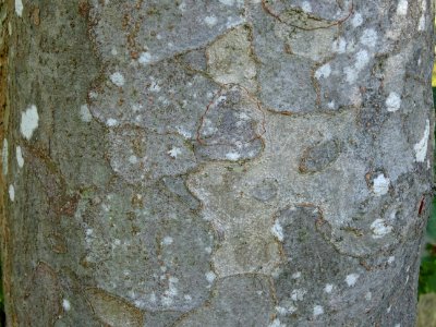 Ecorce de l' Orme du Caucase ou Faux Orme de Sibérie, Zelk… 