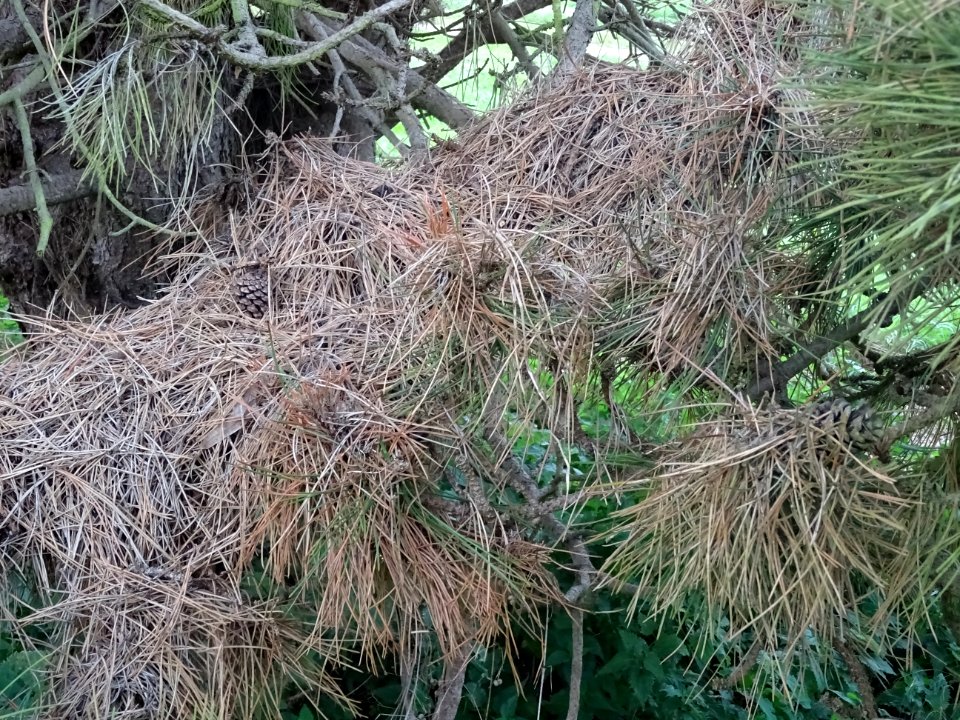 Pin noir nain, Pinus nigra compacta, Pinacées, Arboretum d… 