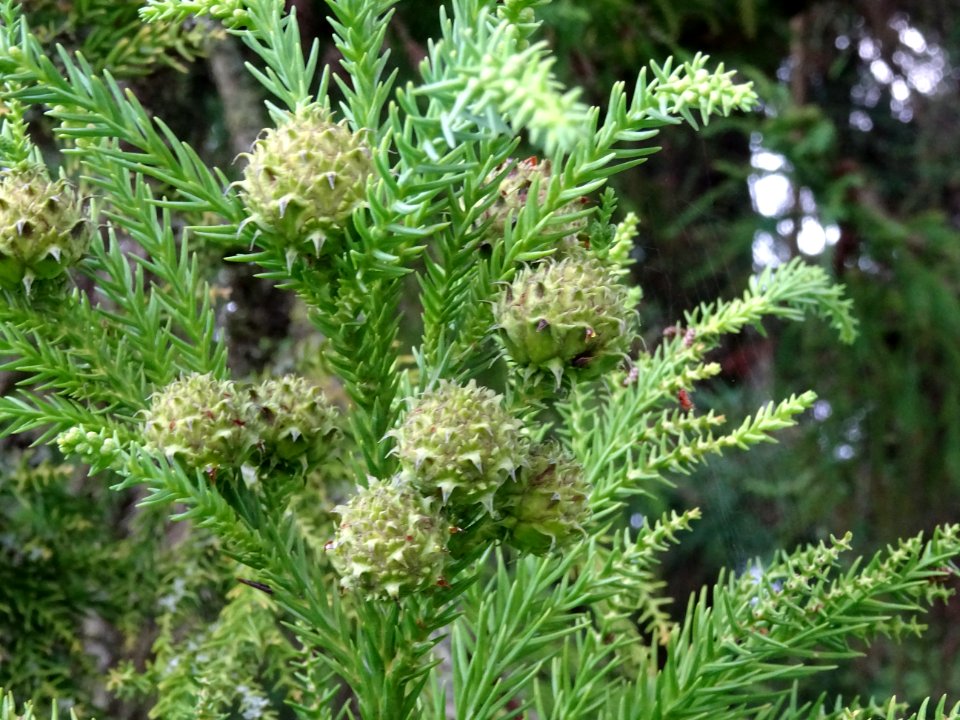 Cônes femelles du Cryptoméria du Japon, Cryptomeria japoni… 