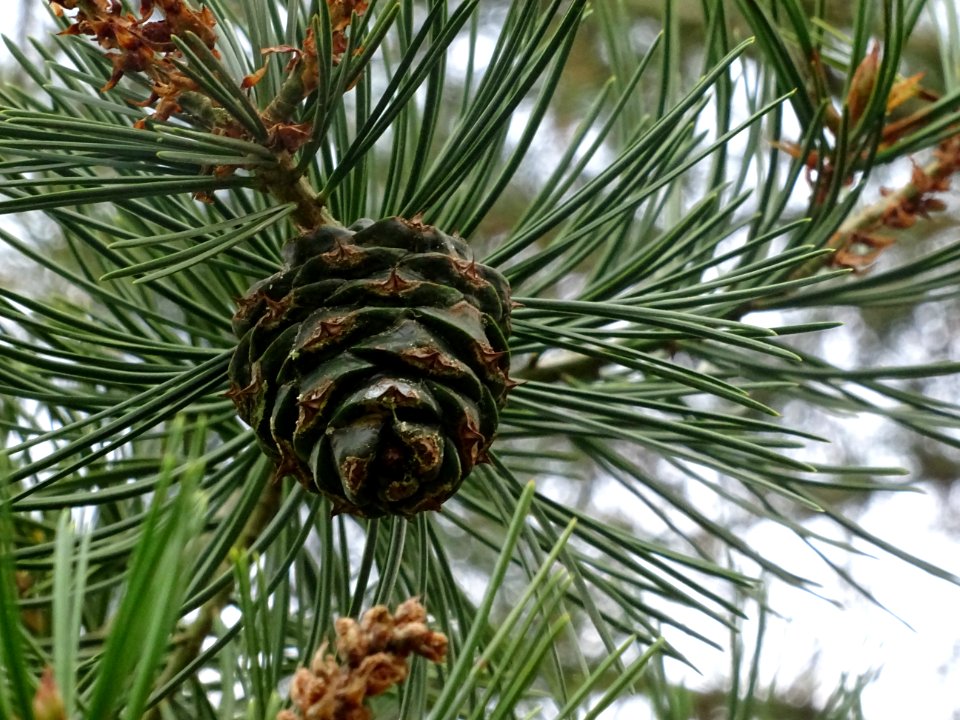 Cône femelle du Pin Napoléon, Pinus bungeana, Pinacées, Ar… 
