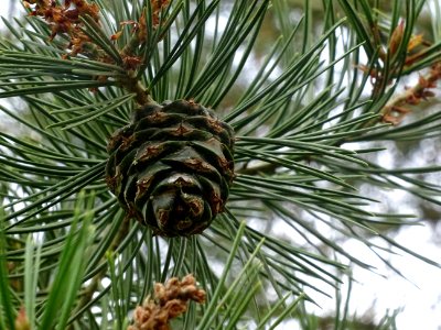 Cône femelle du Pin Napoléon, Pinus bungeana, Pinacées, Ar… 