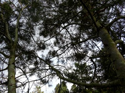 Troncs et branches du Pin Napoléon, Pinus bungeana, Pinacé… 