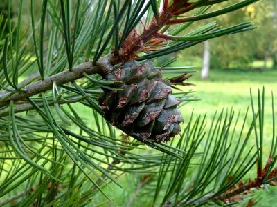 Cône femelle du Pin Napoléon, Pinus bungeana, Pinacées, Ar… 