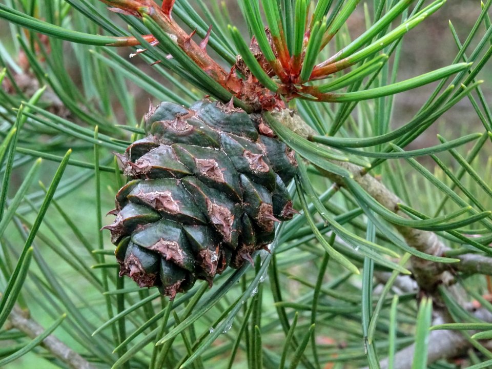 Cône femelle du Pin Napoléon, Pinus bungeana, Pinacées, Ar… 