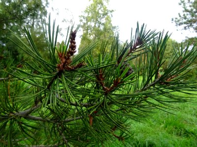 Cônes mâles du Pin Napoléon, Pinus bungeana, Pinacées, Arb… 