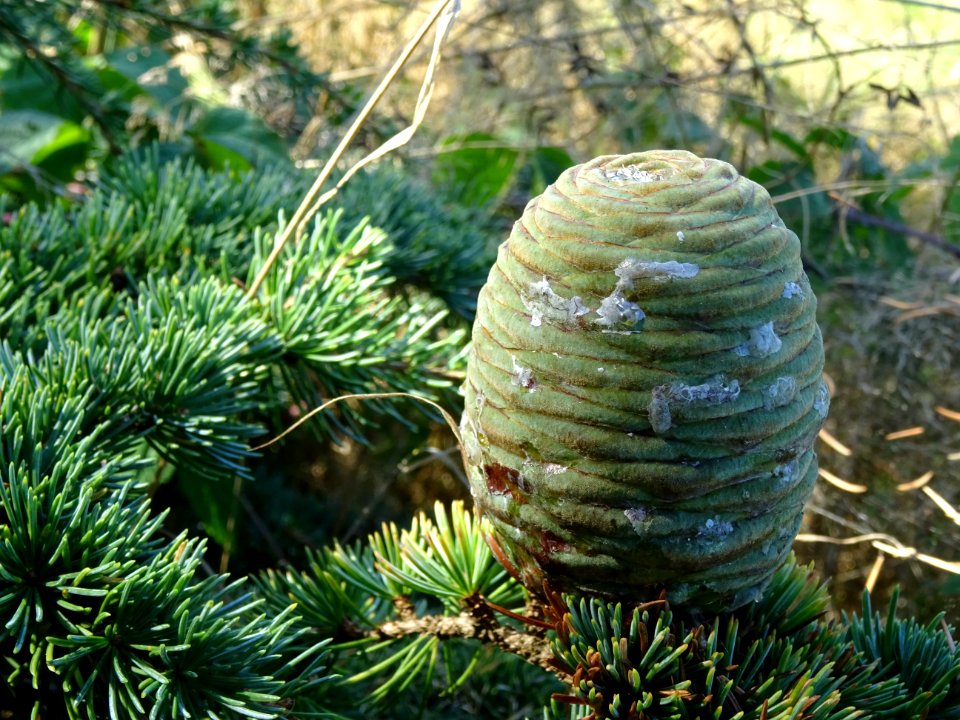 Cône femelle encore vert du Cèdre du Liban, Cedrus libani,… 