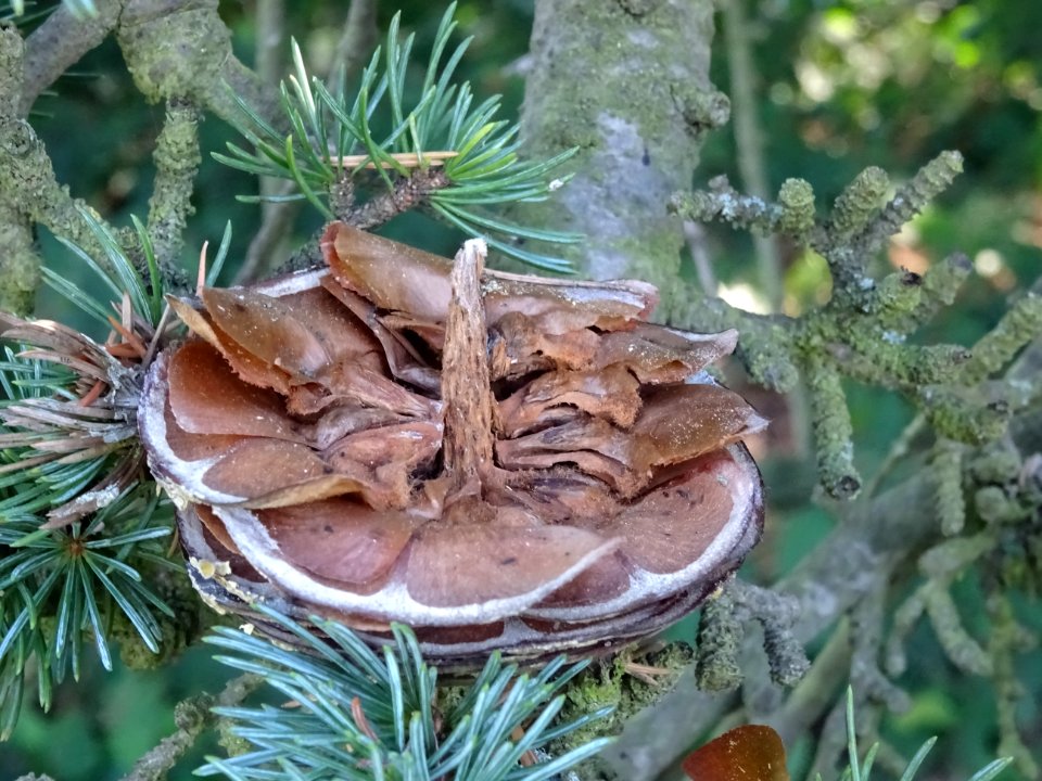 Cône femelle désarticulé du Cèdre du Liban, Cedrus libani,… 