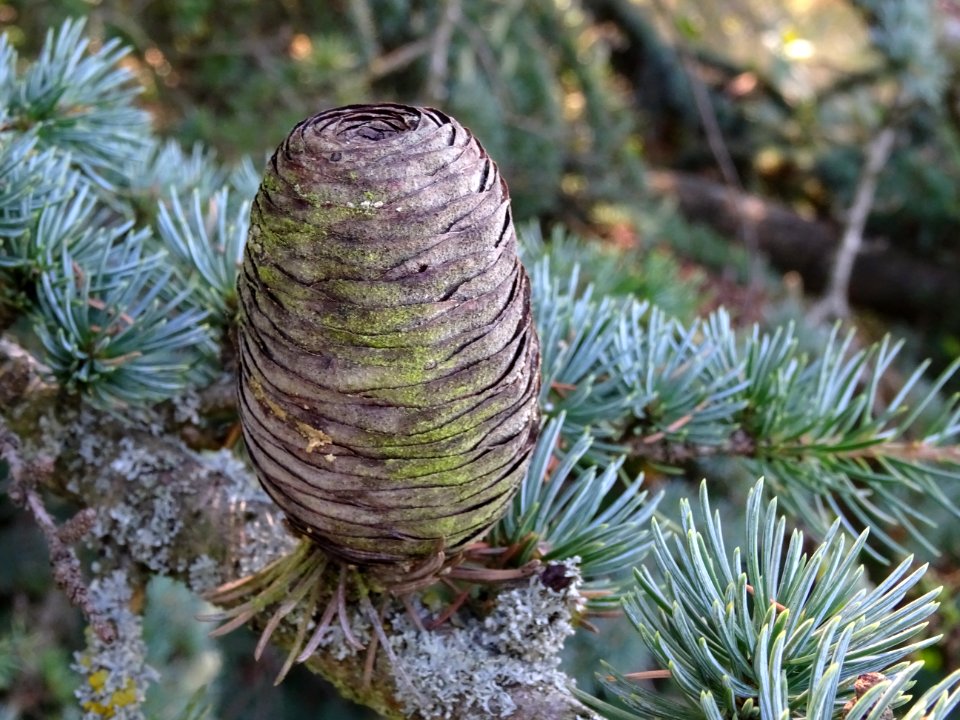 Cône femelle du Cèdre du Liban, Cedrus libani, Pinacées, A… 