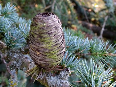 Cône femelle du Cèdre du Liban, Cedrus libani, Pinacées, A… 