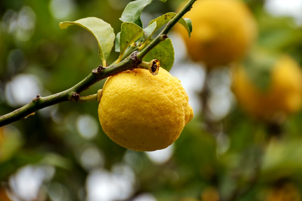 Citrus fruits plant fruit