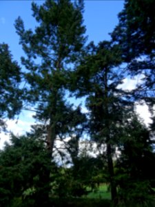 Tsuga ou Pruche, Tsuga sp, Pinacées, Arboretum de Chèvrelo… 