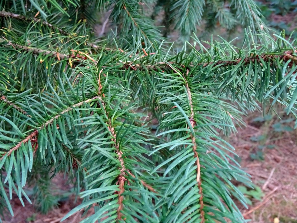 Tsuga ou Pruche, Tsuga sp, Pinacées, Arboretum de Chèvrelo… 