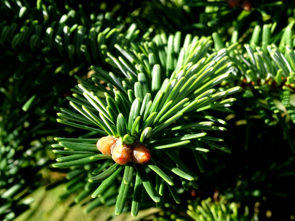 Sapin de Delavay, Abies delavayi, Pinacées, Arboretum de C… 