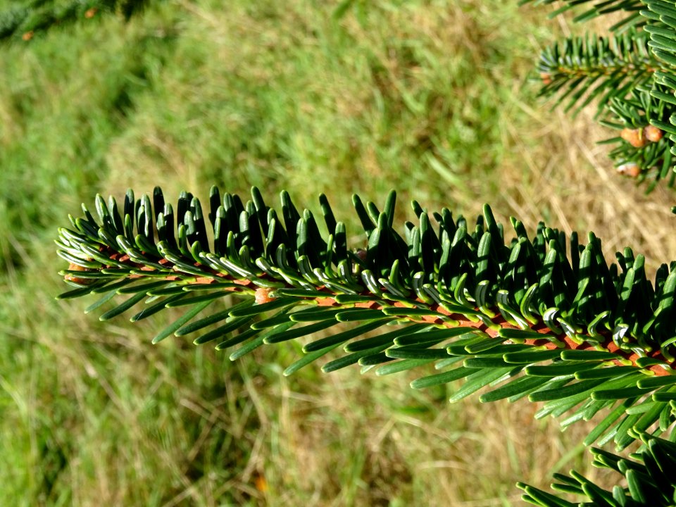 Sapin de Delavay, Abies delavayi, Pinacées, Arboretum de C… 