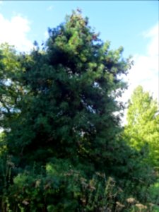 Pin d'Armand, Pinus armandii, Pinacées, Arboretum de Chèvr… 