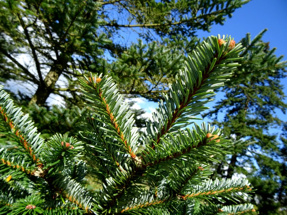 Sapin de Delavay, Abies delavayi, Pinacées, Arboretum de C… 