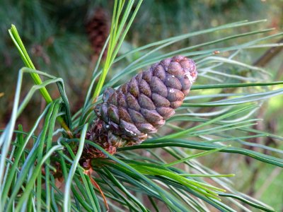Pin d'Armand, Pinus armandii, Pinacées, Arboretum de Chèvr… 