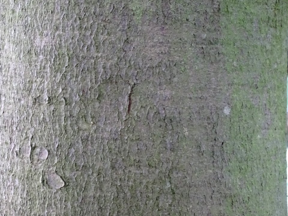 Ecorce du Pin d'Armand, Pinus armandii, Pinacées, Arboretu… 