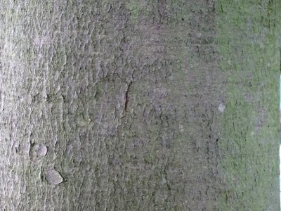 Ecorce du Pin d'Armand, Pinus armandii, Pinacées, Arboretu… 