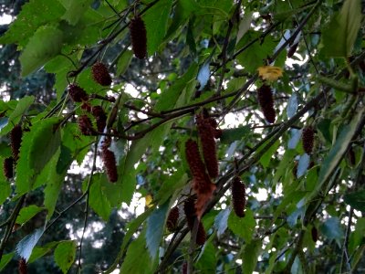 Bouleau alnoides, Betula alnoides, Betulacées, Arboretum d… 