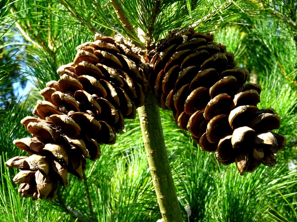Cônes du Pin d'Armand, Pinus armandii, Pinacées, Arboretum… 