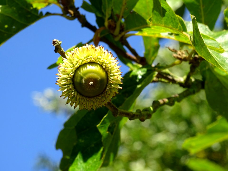 Gland du Chêne à feuille de chataîgnier, Quercus castaneif… 