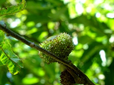 Cupule et gland du Chêne à feuille de chataîgnier, Quercus… 